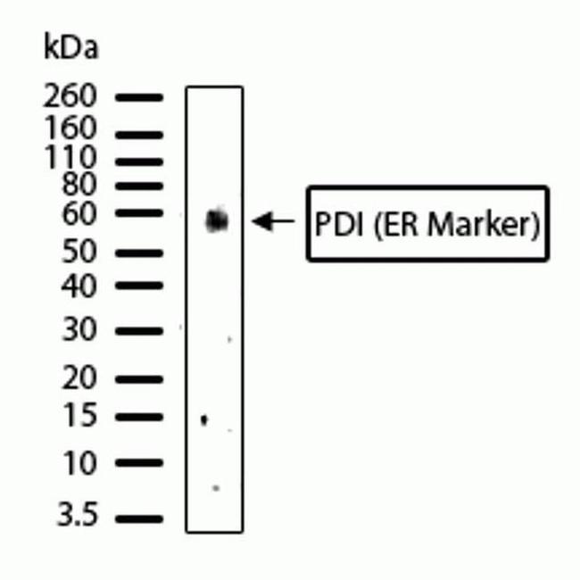 PDIA2 Antibody in Western Blot (WB)