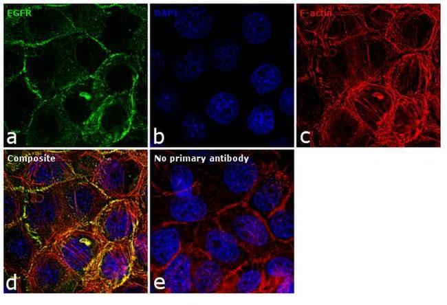 EGFR Antibody in Immunocytochemistry (ICC/IF)