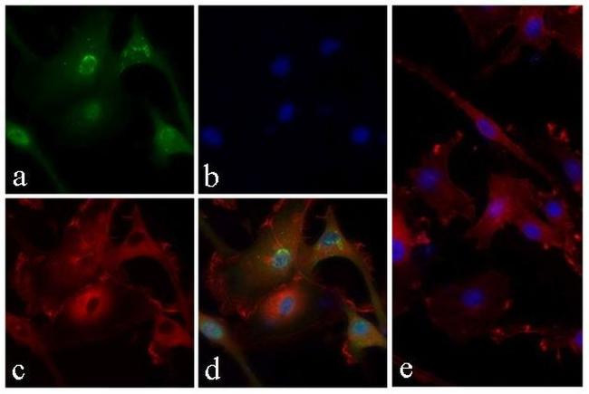 Phospho-PRAS40 (Thr246) Antibody in Immunocytochemistry (ICC/IF)