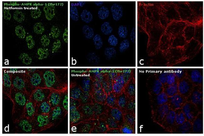 Phospho-AMPK alpha-1,2 (Thr183, Thr172) Antibody in Immunocytochemistry (ICC/IF)