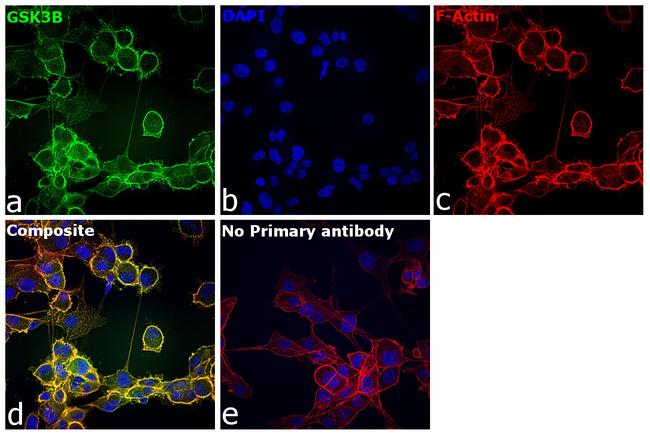 GSK3B Antibody in Immunocytochemistry (ICC/IF)