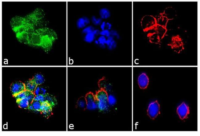 CXCL9 Antibody in Immunocytochemistry (ICC/IF)