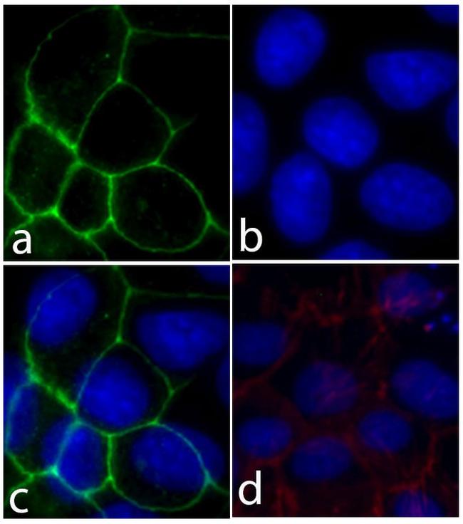 E-cadherin Antibody in Immunocytochemistry (ICC/IF)