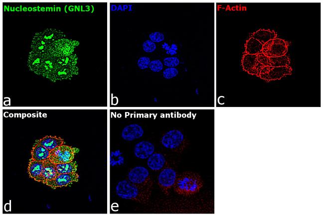 Nucleostemin Antibody in Immunocytochemistry (ICC/IF)