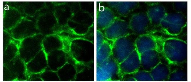 Connexin 36 Antibody in Immunocytochemistry (ICC/IF)