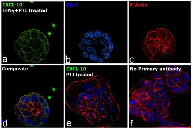 CXCL10 Antibody in Immunocytochemistry (ICC/IF)