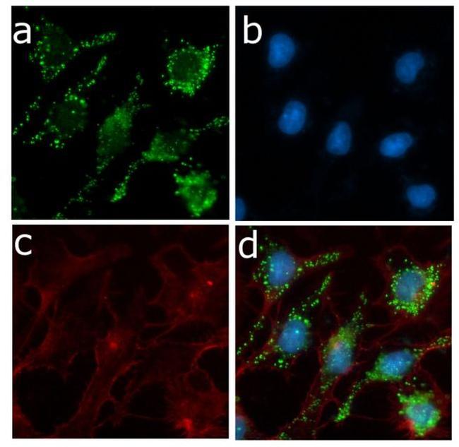 ApoC3 Antibody in Immunocytochemistry (ICC/IF)