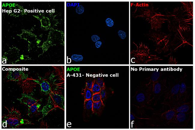 APOE Antibody in Immunocytochemistry (ICC/IF)