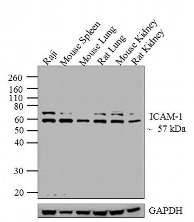 ICAM-1 Antibody in Western Blot (WB)