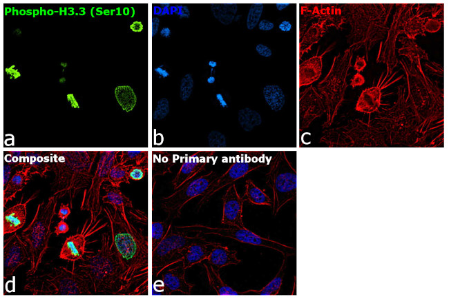 Phospho-Histone H3 (Ser10) Antibody in Immunocytochemistry (ICC/IF)