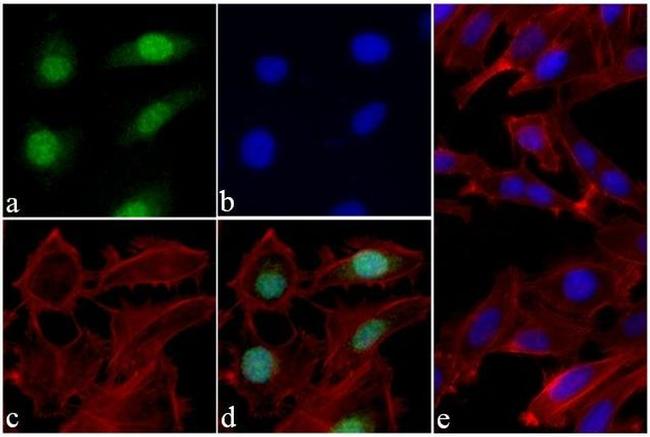 H3K9ac Antibody in Immunocytochemistry (ICC/IF)