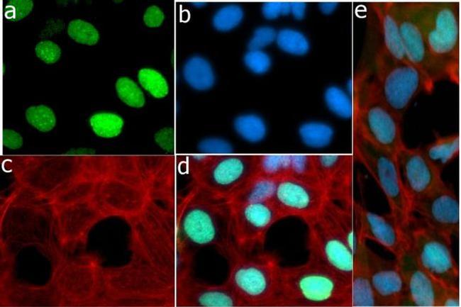 Phospho-Rb (Thr821) Antibody in Immunocytochemistry (ICC/IF)