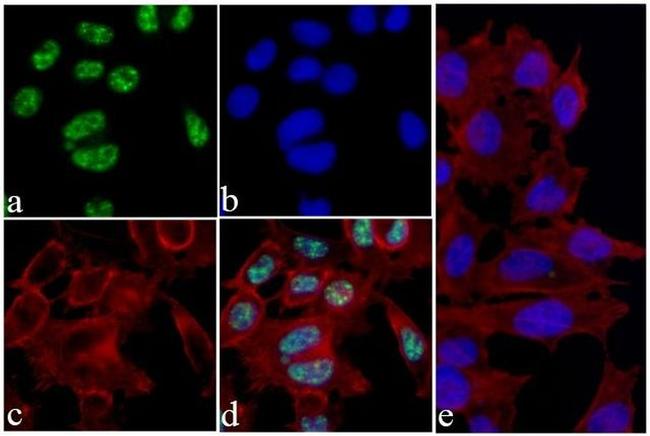 Phospho-4EBP1 (Thr46) Antibody in Immunocytochemistry (ICC/IF)