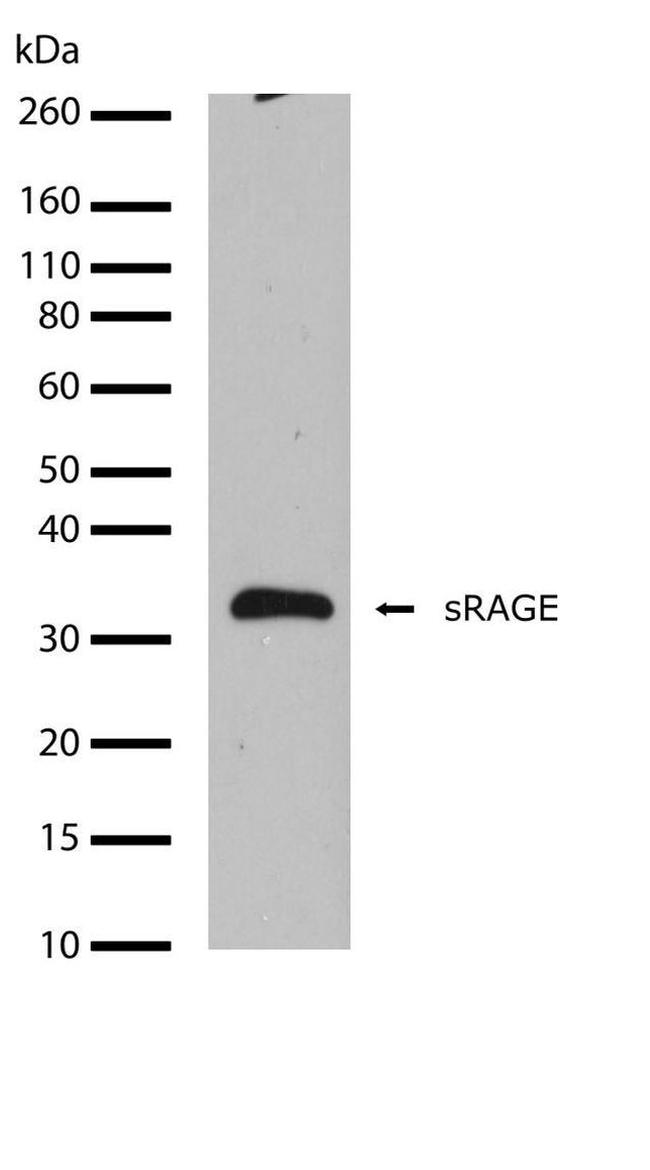 RAGE Antibody in Western Blot (WB)