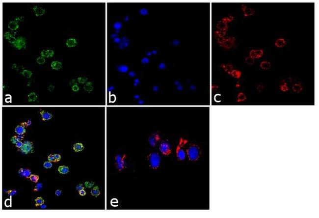 Granzyme B Antibody in Immunocytochemistry (ICC/IF)