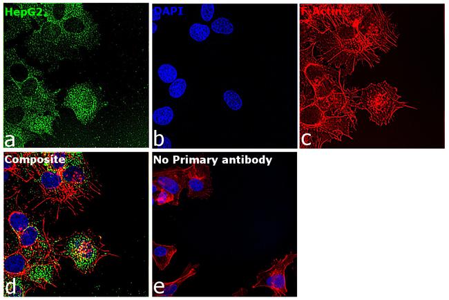 ErbB2 (HER-2) Antibody in Immunocytochemistry (ICC/IF)