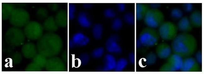 c-Kit Antibody in Immunocytochemistry (ICC/IF)