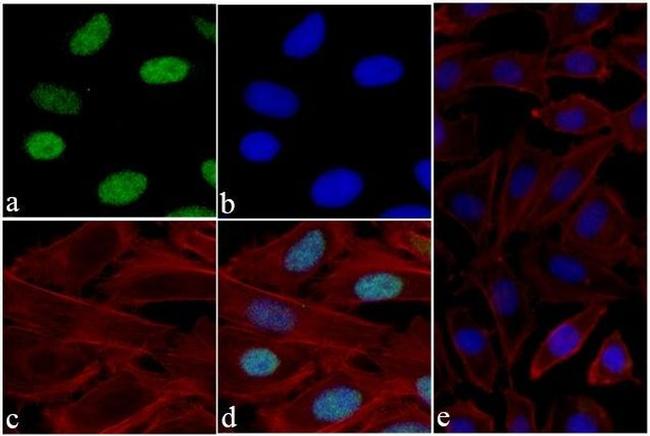 Histone H3 Antibody in Immunocytochemistry (ICC/IF)