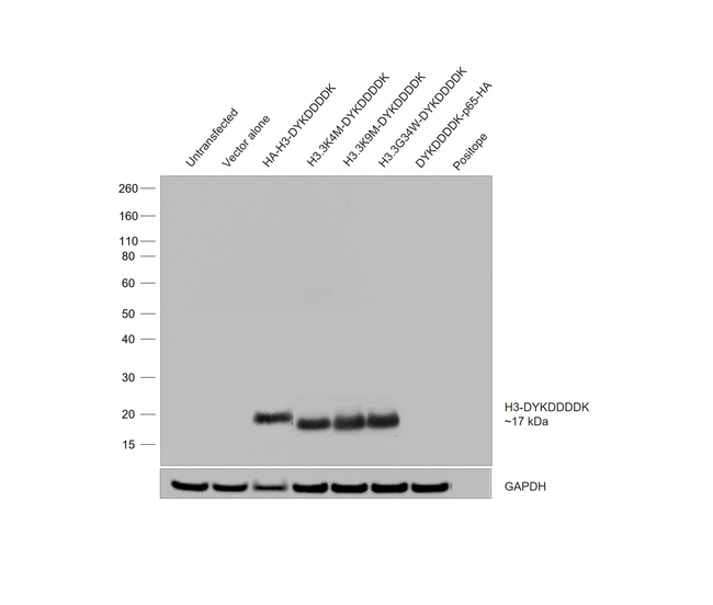 DYKDDDDK Tag Antibody in Western Blot (WB)