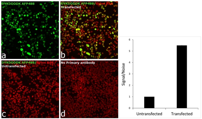 DYKDDDDK Tag Antibody in Immunocytochemistry (ICC/IF)