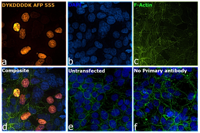 DYKDDDDK Tag Antibody in Immunocytochemistry (ICC/IF)