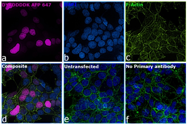 DYKDDDDK Tag Antibody in Immunocytochemistry (ICC/IF)