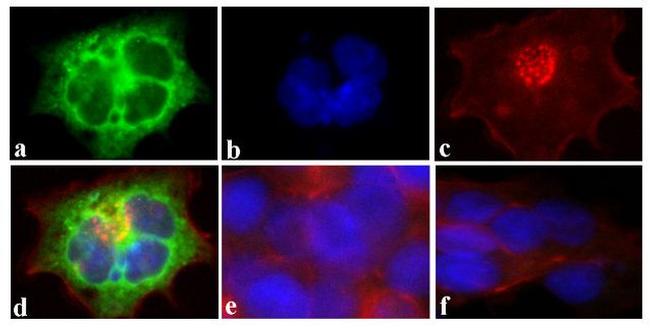 DYKDDDDK Tag Antibody in Immunocytochemistry (ICC/IF)