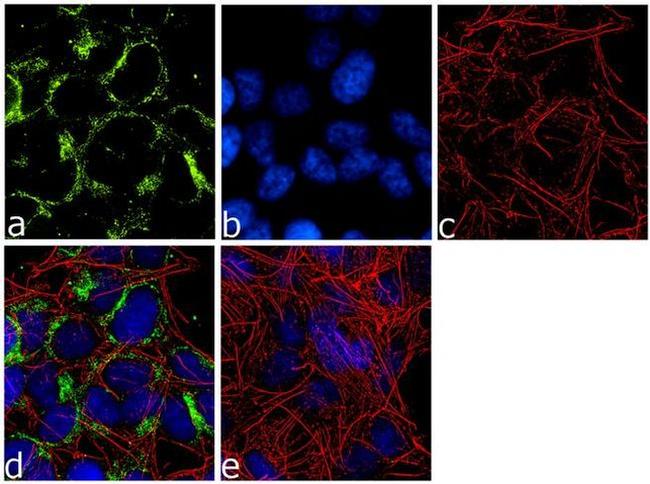 Huntingtin Antibody in Immunocytochemistry (ICC/IF)