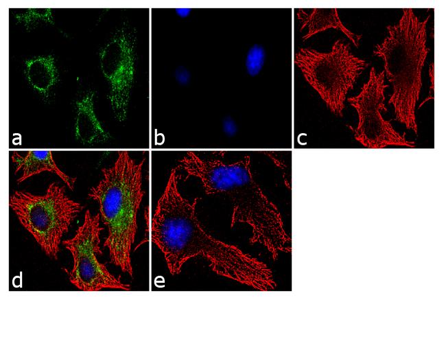 ATG16L1 Antibody in Immunocytochemistry (ICC/IF)