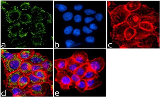 Phospho-EGFR (Tyr1086) Antibody in Immunocytochemistry (ICC/IF)