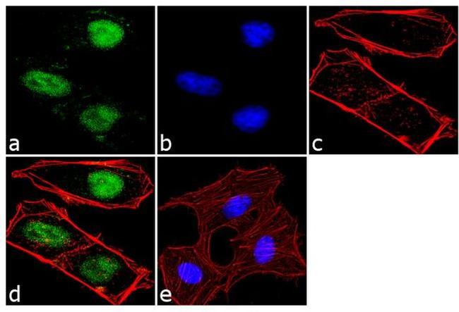 OCT4 Antibody in Immunocytochemistry (ICC/IF)