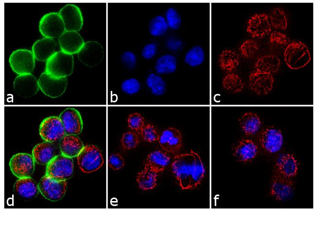 Phospho-c-Met (Tyr1349) Antibody in Immunocytochemistry (ICC/IF)