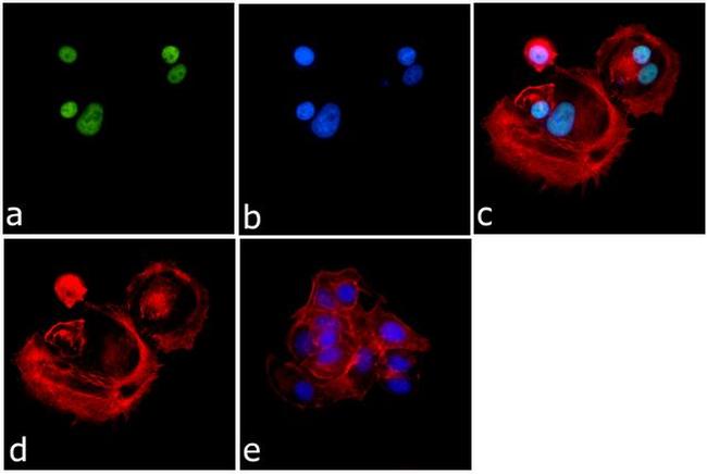 H3K4me2 Antibody in Immunocytochemistry (ICC/IF)