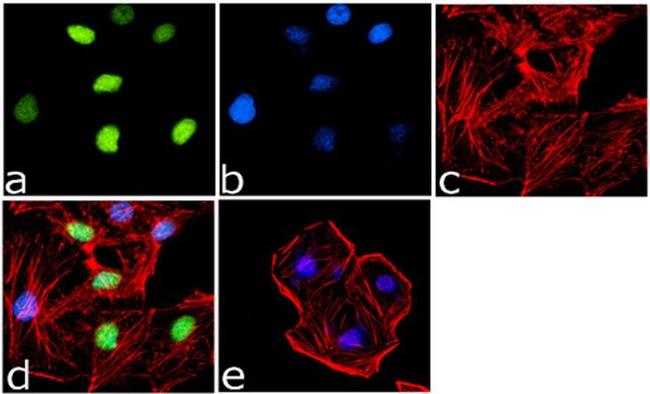 H4K20me3 Antibody in Immunocytochemistry (ICC/IF)