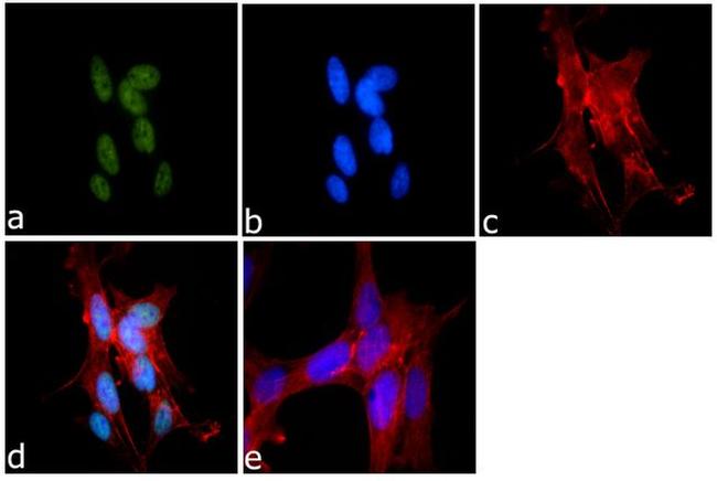 H3K9me1 Antibody in Immunocytochemistry (ICC/IF)