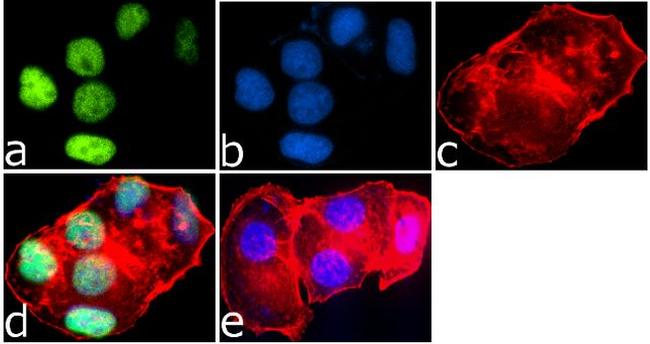 H4K8ac Antibody in Immunocytochemistry (ICC/IF)