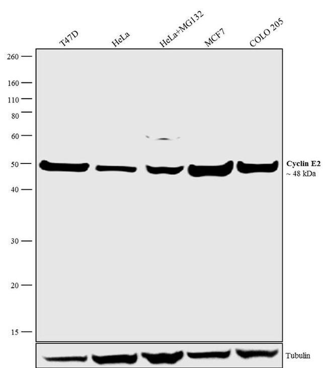 Cyclin E2 Antibody in Western Blot (WB)