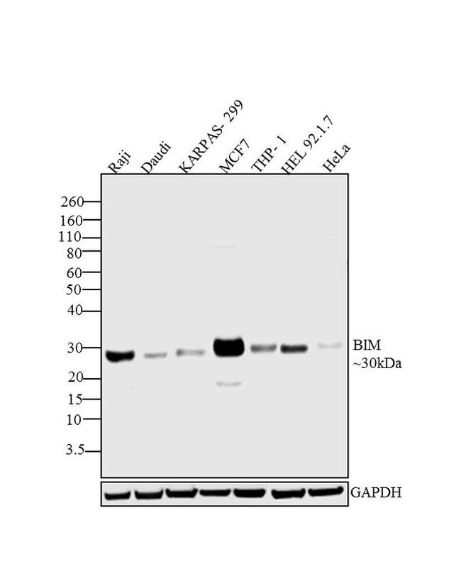 Bim Antibody in Western Blot (WB)