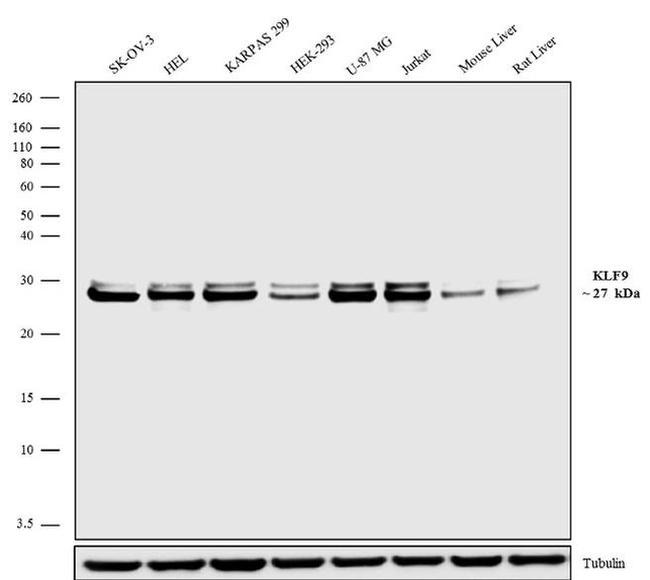 KLF9 Antibody in Western Blot (WB)