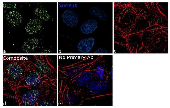 GLI2 Antibody in Immunocytochemistry (ICC/IF)