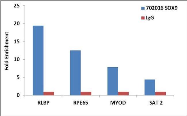 SOX9 Antibody in ChIP Assay (ChIP)