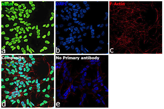 NeuN Antibody in Immunocytochemistry (ICC/IF)