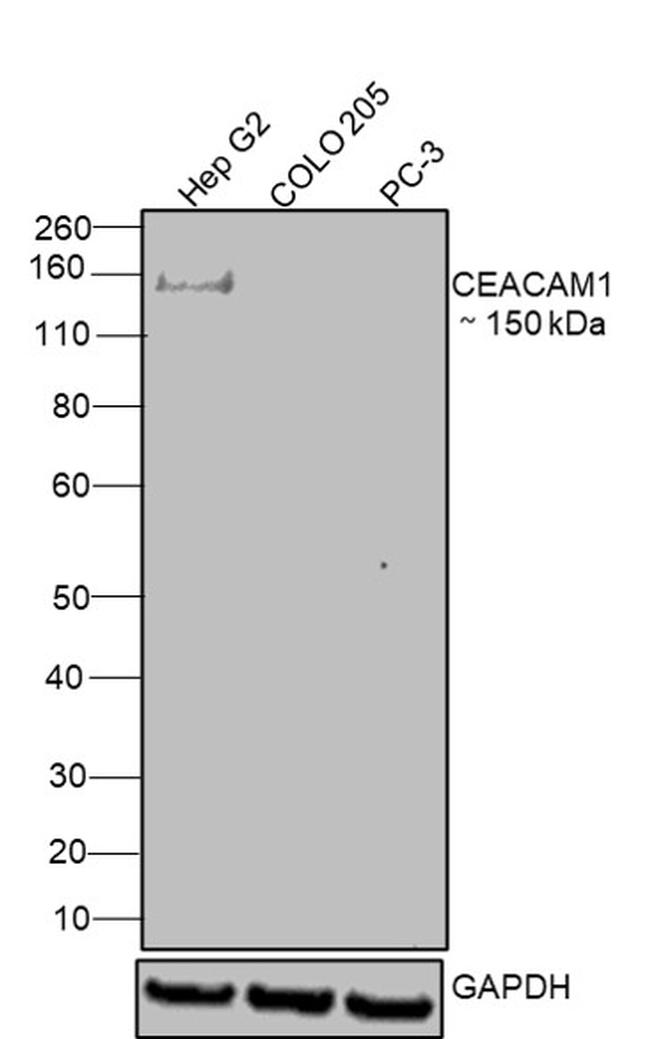 CEACAM1 Antibody in Western Blot (WB)