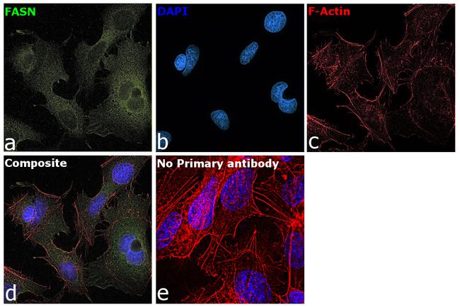 FASN Antibody in Immunocytochemistry (ICC/IF)