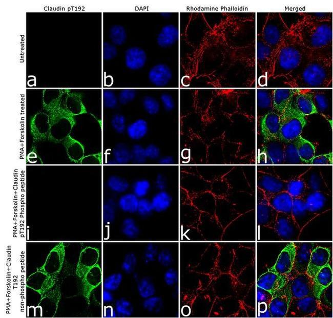 Phospho-Claudin 3 (Thr192) Antibody in Immunocytochemistry (ICC/IF)