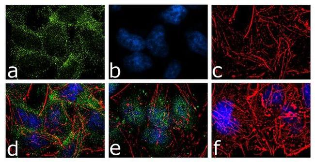 B-Raf Antibody in Immunocytochemistry (ICC/IF)