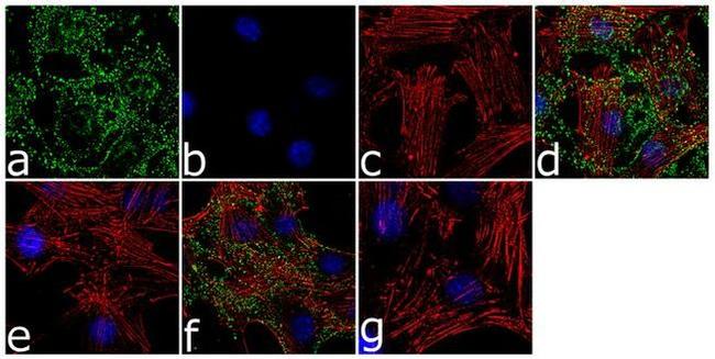 Phospho-GSK3 alpha/beta (Tyr279, Tyr216) Antibody in Immunocytochemistry (ICC/IF)