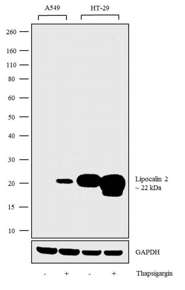 NGAL Antibody in Western Blot (WB)