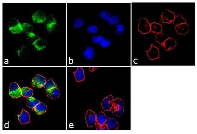 DR3 Antibody in Immunocytochemistry (ICC/IF)