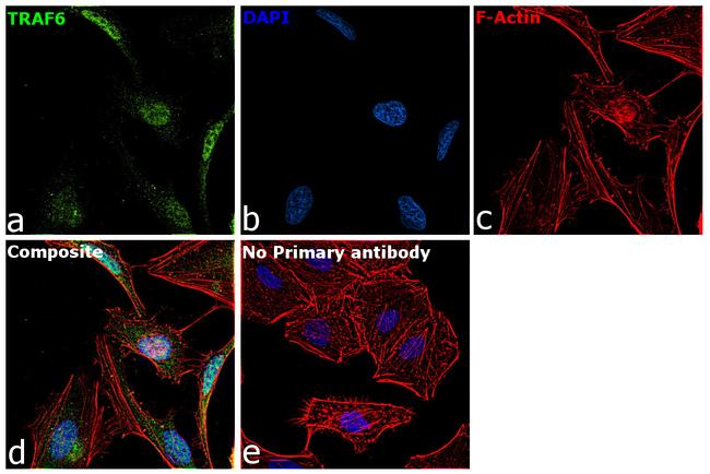 TRAF6 Antibody in Immunocytochemistry (ICC/IF)